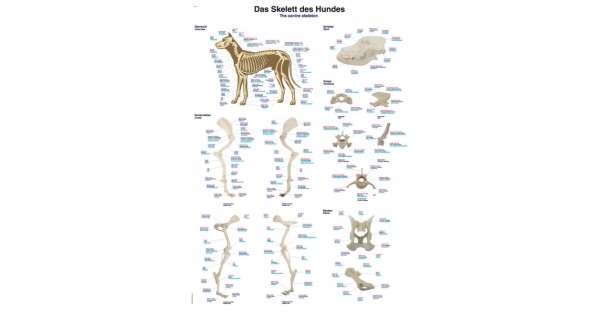 Anatomie Poster Hond Skelet, 50 X 70 Cm, Papier